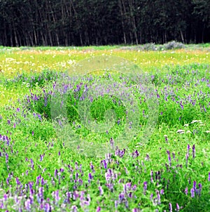 Alaska- A Meadow of Colorful Wildflowers With Forest Background