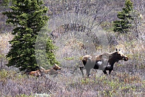 Alaska Moose and Babies in Denali National Park