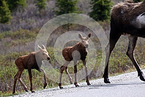 Alaska Moose Babies in Denali National Park