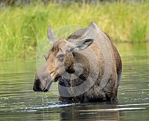 Alaska Moose, Denali National Park