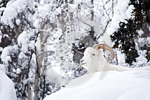 Alaska Native Animal Wildlife Dall Sheep Resting Laying Fresh Sn