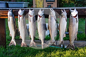 Alaska Nice Catch Of Silver Salmon photo