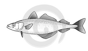 Alaska pollack sketch, hand drawn fish, pollock seafood menu, fish in engraved style