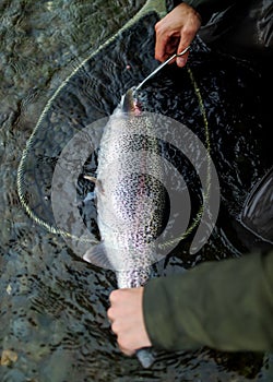 Alaska rainbow trout