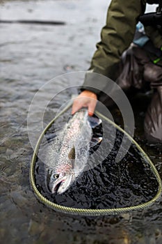 Alaska rainbow trout