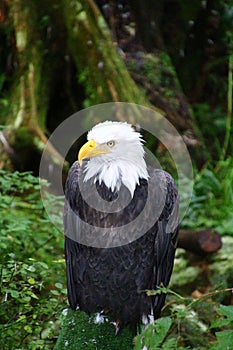 Bald eagle, Alaska Raptor Center in Sitka, Alaska, United States photo