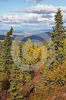 Alaska's Forests in Fall