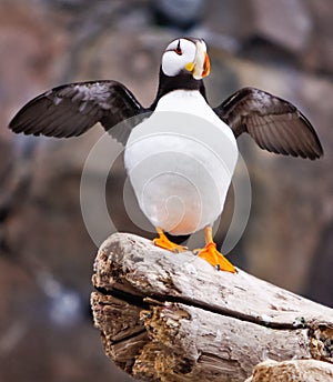 Alaska - Sea Life Center Horned Puffin Wings Up photo