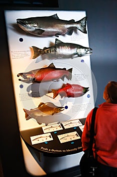 Alaska Sea Life Center Pacific Salmon Display