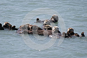 Alaska Sea Otters in Raft Cluster