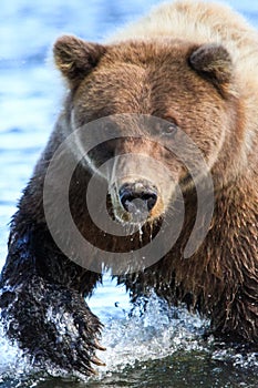 Alaska Silver Salmon Creek Brown Bear Claws