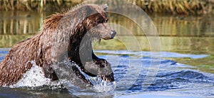 Alaska Silver Salmon Creek Brown Bear Fishing photo