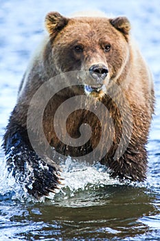 Alaska Silver Salmon Creek Brown Bear Powerful Claws