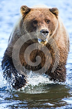 Alaska Silver Salmon Creek Brown Bear Powerful Claws photo