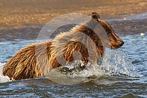 Alaska Silver Salmon Creek Young Brown Bear Fishing