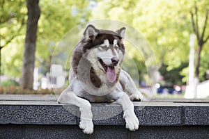 Alaska sled dog