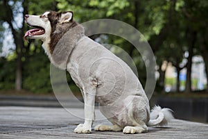 Alaska sled dog photo