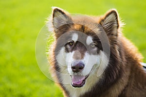 Giant Alaska dog photo