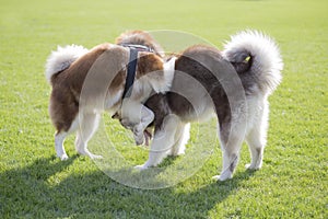 Giant Alaska dog photo