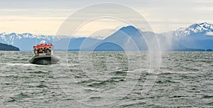 Alaska - Small Boat Big Humpback Whale 2
