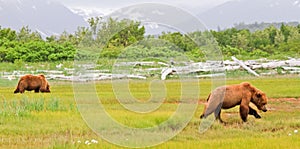 Alaska Two Brown Grizzly Bears in a Meadow