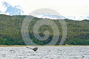 Alaska Whale in the Remote Wild