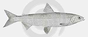 Alaska whitefish coregonus nelsonii, freshwater fish from the northwestern north america