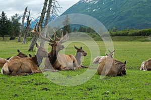 Alaska Wildlife Conservation Center