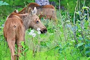 Alaska Young Moose Calf Twins