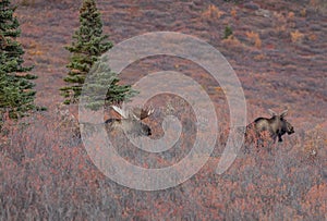 Alaska Yukon Bull and Cow Moose