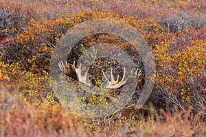 Alaska Yukon Bull Moose in Brush