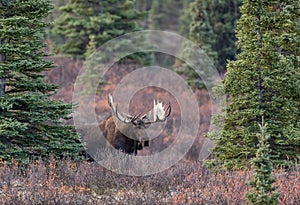 Alaska Yukon Bull Moose in Denali National Park
