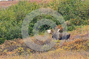 Alaska Yukon Bull Moose in Denali National Park