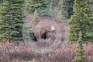 Alaska Yukon Bull Moose in Denali National Park