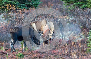 Alaska Yukon Bull Moose Fighting in Autumn in Denali National Park Alaska