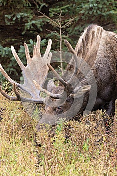 Bull Alaska Yukon Moose in Velvet