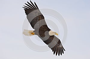 Alaskan Bald Eagle