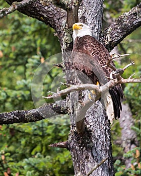 Alaskan Bald Eagle