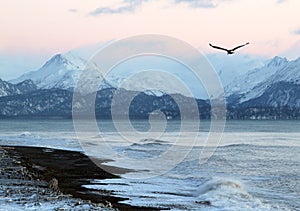 Alaskan beach at sunset with flying eagle