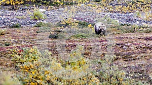 Alaskan Bear