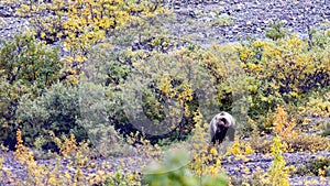 Alaskan Bear