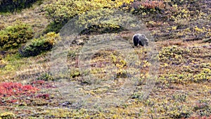 Alaskan Bear