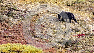 Alaskan Bear