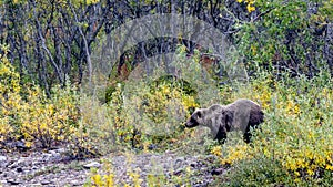 Alaskan Bear