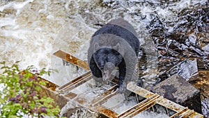 Alaskan Bear