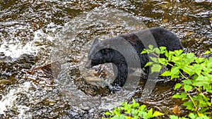 Alaskan Bear