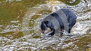 Alaskan Bear