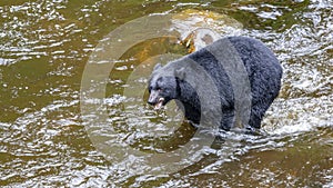 Alaskan Bear