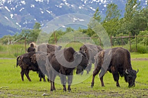 Alaskan bisons