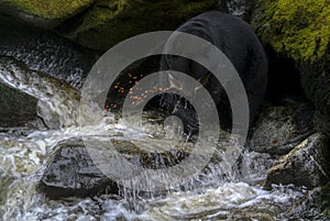 Alaskan Black Bear Hunting Salmon in a River